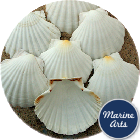 8602 - Atlantic Scallop Shells Medium 10-11cm